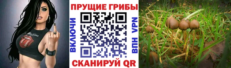 цены наркотик  Сковородино  Галлюциногенные грибы мицелий 